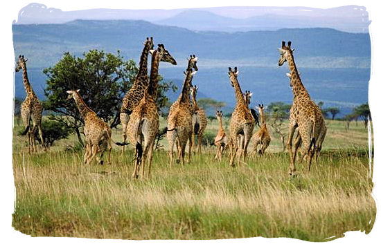 girraffe